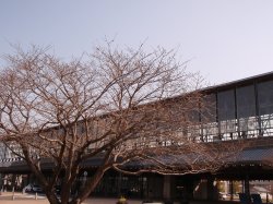 2015_03_22_sakura1.jpg