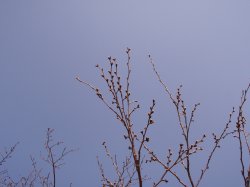 2015_03_22_sakura2.jpg